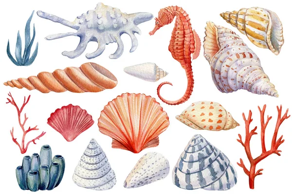 Muscheln, Seepferdchen, Korallen auf isoliertem weißem Hintergrund, Aquarell-Illustration Meeresleben. — Stockfoto