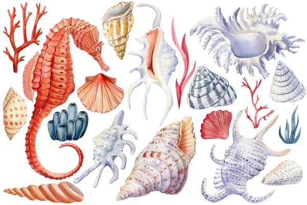 Muscheln, Seepferdchen, Korallen auf isoliertem weißem Hintergrund, Aquarell-Illustration Meeresleben. — Stockfoto