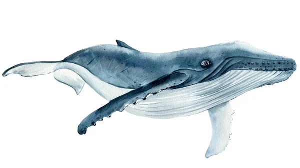クジラが孤立した白を背景に水彩画 — ストック写真