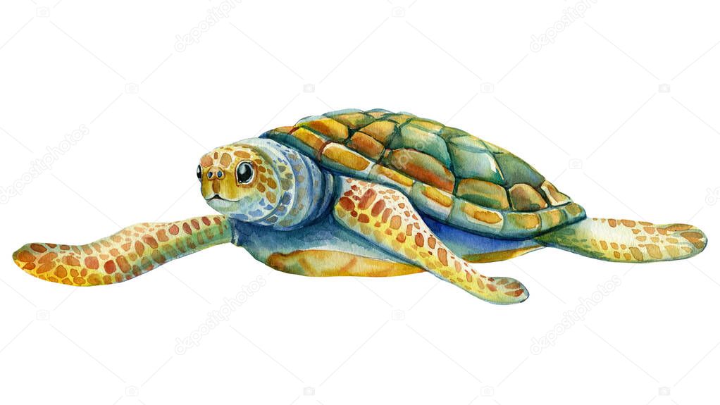 Sea turtle on isolated white background, watercolor illustration
