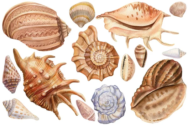 Acuarela conchas de mar aislado de fondo. Ilustración de concha marina — Foto de Stock