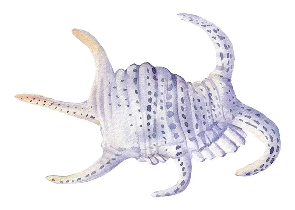 Beyaz deniz kabuğu izole edilmiş arka plan. suluboya resimleme — Stok fotoğraf