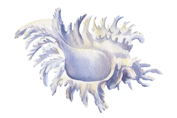 Coquillage blanc fond isolé. illustration aquarelle — Photo