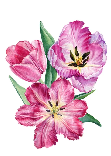 수채화 꽃. 식물적 삽화, 외진 하얀 배경에 분홍빛 튤립 꽃을 놓는 모습 — 스톡 사진