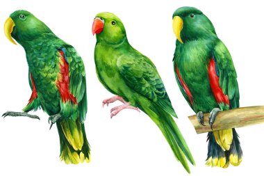 Suluboya tropikal kuşlar, yalıtılmış beyaz arka planda yeşil rosella papağanları.