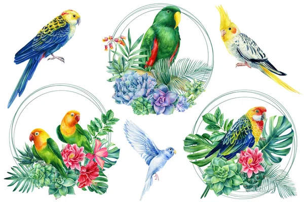 Tropikalny letni skład z ptakami, liśćmi palmowymi i egzotycznymi kwiatami. akwarela papugi na pojedynczym białym tle — Zdjęcie stockowe
