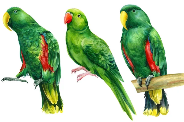 Akvarel tropických ptáků, zelené papoušky rosella na izolovaném bílém pozadí — Stock fotografie