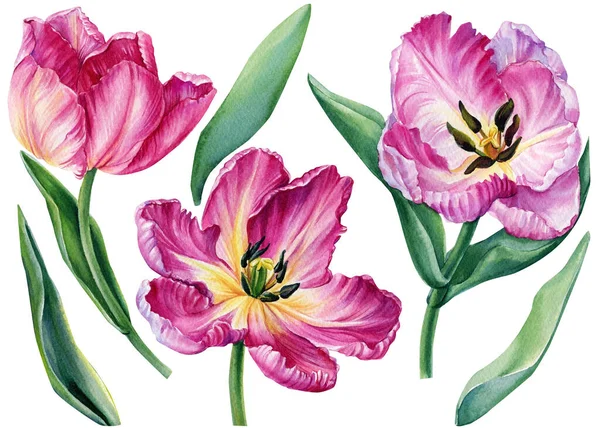 외진 하얀 배경에 튤립을 놓고, 수채 색의 식물학적 삽화를 놓는다 — 스톡 사진