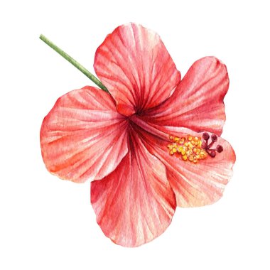 Hibiscus izole edilmiş beyaz arka planda. Suluboya botanik illüstrasyon, tropik çiçekler 