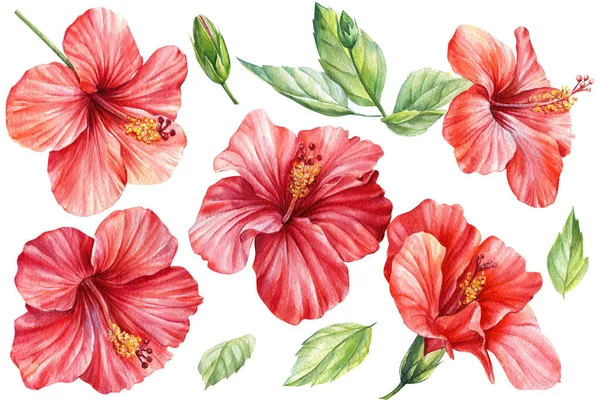 Tropikalne letnie egzotyczne kwiaty. Akwarela rysowane hibiskus na izolowanym białym tle — Zdjęcie stockowe