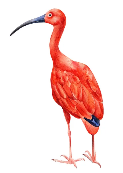 热带夏季的鸟类接近孤立的白色背景。水彩朱砂ibis — 图库照片