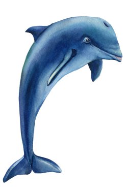 İzole edilmiş beyaz arka planda yunus. Suluboya çizimi