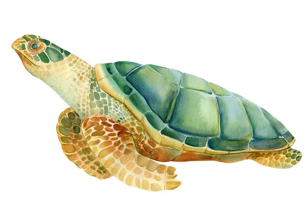 Sea turtle on an isolated white background. Watercolor drawing — Stock Photo, Image