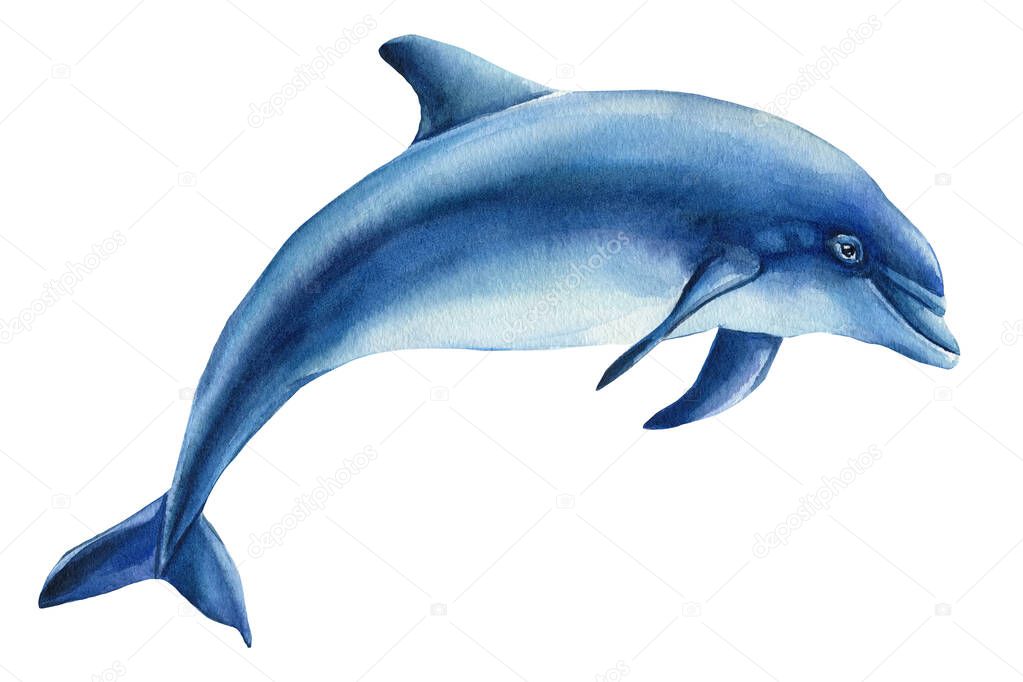 Dolphin on isolated white background. Watercolor drawing
