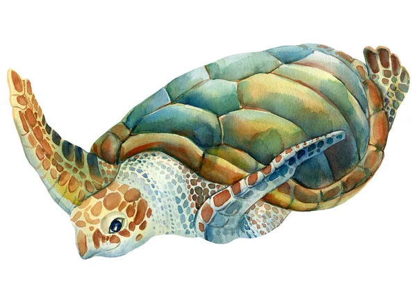 Tortue marine sur un fond blanc isolé. Dessin aquarelle — Photo