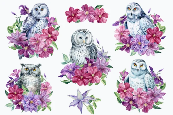 Ensemble de fleurs de hibou et clématite sur un fond blanc isolé. Illustration aquarelle, — Photo