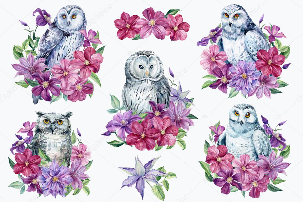 Set of owl and clematis flowers on an isolated white background. Watercolor illustration, 
