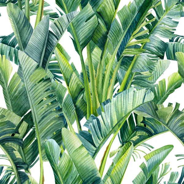 Muz palmiyesinin tropik yaprakları, izole bir arka planda strelitzia. Suluboya çizimi, kusursuz desen — Stok fotoğraf