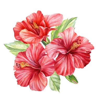 Hibiscus Çiçekleri ve Tropikal Yapraklar buketi ıssız bir arka planda. Suluboya çizimi, kartpostal 