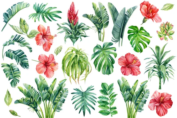 Zestaw tropikalnych liści palmy, sukulentów, aloesu, strelitzii i kwiatów hibiskusa. Ilustracja akwarela — Zdjęcie stockowe