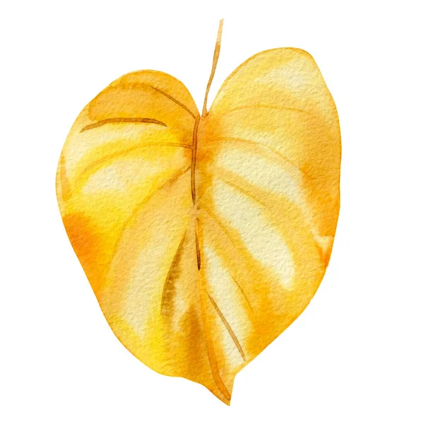 Watercolor Tropical yellow leaf on an isolated white background. abstract autumn illustration — Stock Photo, Image