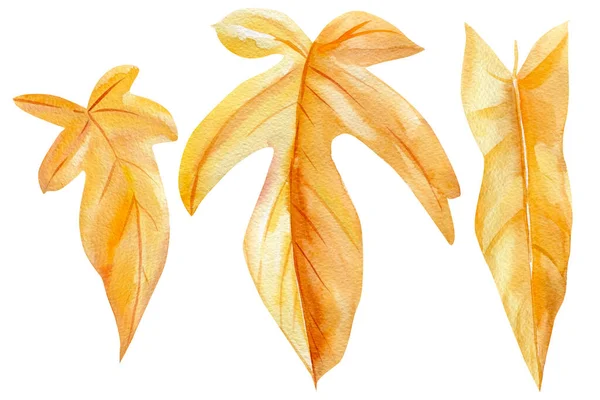 Aquarel set van Tropisch gele bladeren op een geïsoleerde witte achtergrond. herfstillustratie — Stockfoto