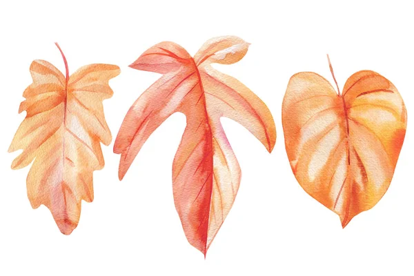 Akvarell uppsättning tropiska rosa blad på en isolerad vit bakgrund. höst illustration — Stockfoto
