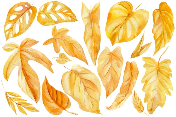 Set van tropische goudblaadjes op een geïsoleerde witte achtergrond. Aquarel herfst illustratie. Droge palmbladeren — Stockfoto