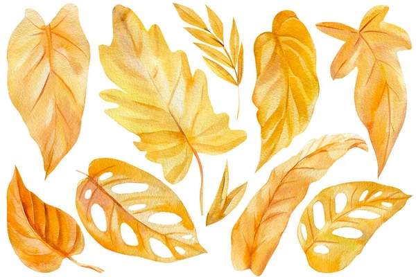 Set van gele bladeren op een geïsoleerde witte achtergrond, aquarelleren, abstracte herfstbladeren, tropische flora — Stockfoto