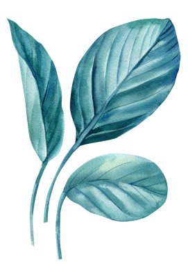 İzole edilmiş beyaz arka planda suluboya tropik mavi yapraklar. Tasarım ögeleri