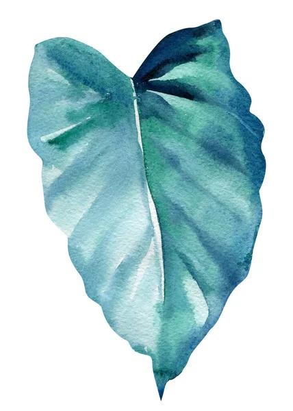 Akvarell tropiskt blad på en isolerad vit bakgrund. — Stockfoto