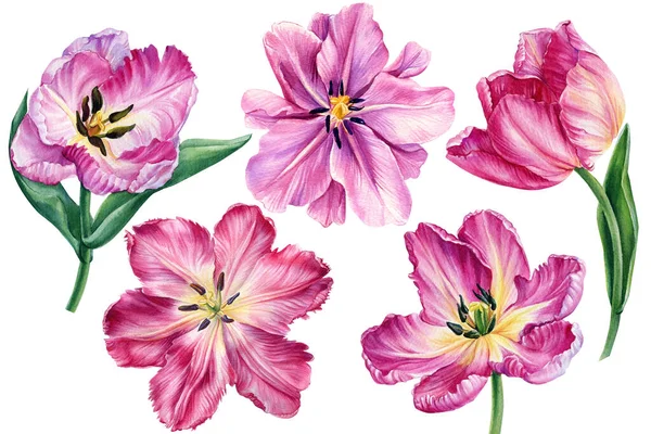 핑크 튤립, 하얀 배경에 아름다운 꽃들이 있습니다. Watercolor botanical illustration, Floral design — 스톡 사진