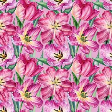 Pembe laleler, izole edilmiş beyaz arka planda güzel çiçekler. Kusursuz desen. Suluboya botanik çizimi