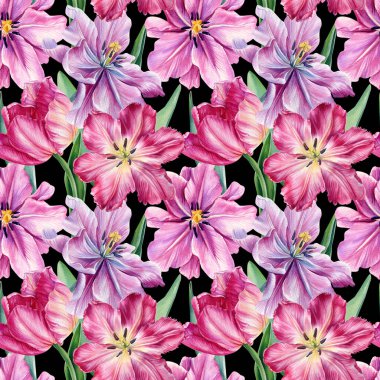 Pembe laleler, izole edilmiş beyaz arka planda güzel çiçekler. Kusursuz desen. Suluboya botanik çizimi