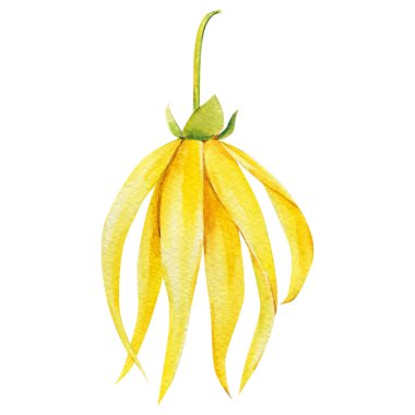 Ylang-ylang sarı tropikal çiçek ve yalıtılmış beyaz arka planda yapraklar. Suluboya botanik çizimi