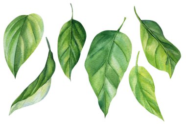 İzole edilmiş beyaz arka planda yeşil yapraklar. Suluboya botanik çizimi