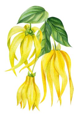 Ylang-ylang sarı tropikal çiçekler ve izole beyaz arka planda yapraklar. Suluboya botanik çizimi