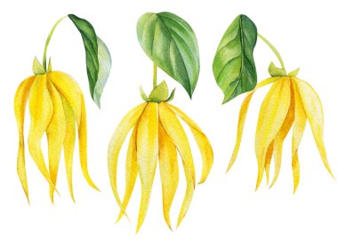 Ylang-ylang sarı tropikal çiçekler ve izole beyaz arka planda yapraklar. Suluboya botanik çizimi