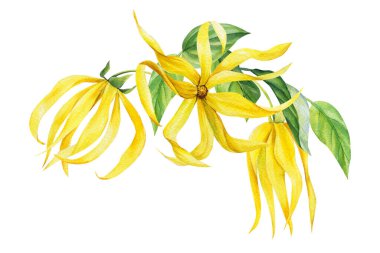 Ylang-ylang sarı tropikal çiçekler ve izole beyaz arka planda yapraklar. Suluboya botanik çizimi