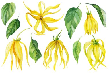 Ylang-ylang sarı tropikal çiçekler ve izole beyaz arka planda yapraklar. Suluboya botanik çizimi