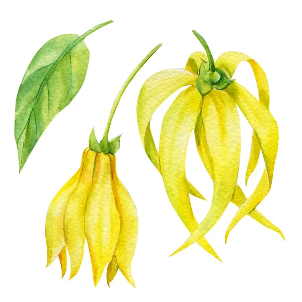 Květ Ylang-Ylang, žlutý voňavý květ na izolovaném bílém pozadí. Botanická ilustrace akvarelu — Stock fotografie