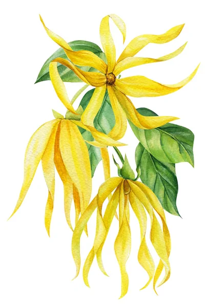 Ylang-ylang желтые тропические цветы и листья на изолированном белом фоне. Акварель, весенний цветок — стоковое фото