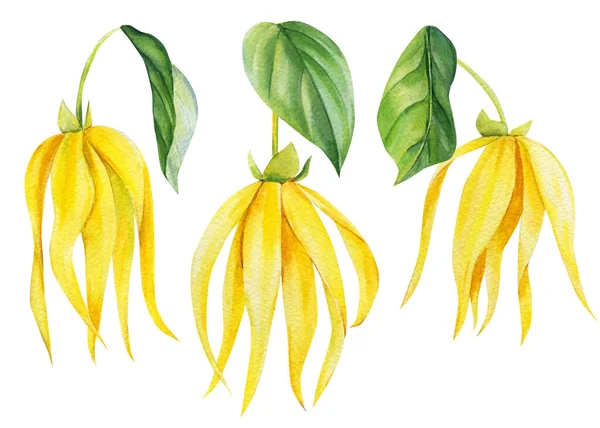 Ylang-ylang žluté tropické květiny a listy na izolovaném bílém pozadí. Botanická ilustrace akvarelu — Stock fotografie