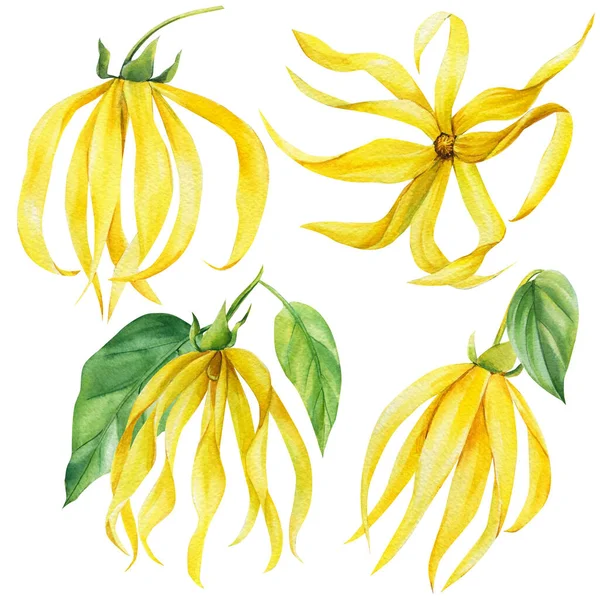 Flores y hojas tropicales amarillas de Ylang-ylang sobre un fondo blanco aislado. Acuarela ilustración botánica —  Fotos de Stock