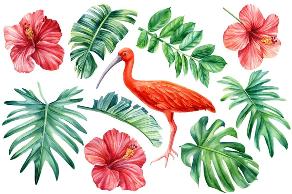 Trópusi virágok, pálmalevelek és ibiszmadarak elszigetelt fehér háttérrel. Akvarell Virágos design elemek — Stock Fotó