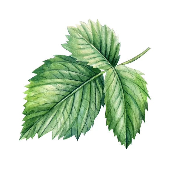 Blad en isolerad vit bakgrund. Akvarell botanisk illustration — Stockfoto
