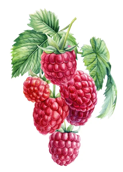 Himbeeren auf einem Zweig, isolierter weißer Hintergrund. Aquarell-botanische Illustration — Stockfoto