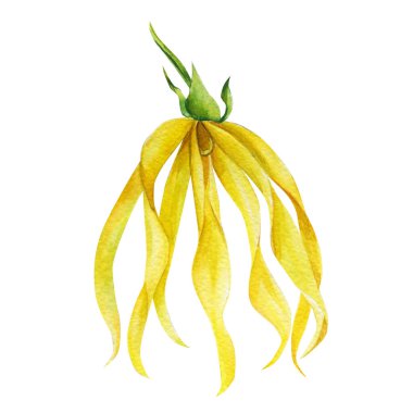 Tırmanan ylang-ylang çiçekleri, sarı tropikal çiçekler ve yapraklar. Suluboya botanik çizimi