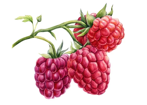 Zweigen Himbeeren auf einem isolierten weißen Hintergrund. Aquarell-botanische Illustration — Stockfoto