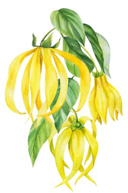 Ylang-ylang sarı tropikal çiçekler ve izole beyaz arka planda yapraklar. Suluboya botanik çizimi
